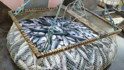 PE uderza w Polskę. Chodzi o przetwórstwo rybne