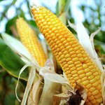 PE żąda zakazu uprawiania kukurydzy GMO 1507