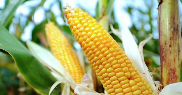 PE żąda zakazu uprawiania kukurydzy GMO 1507 /AFP