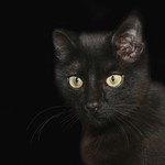 Pechowa 13, czarny kot i czterolistna koniczyna