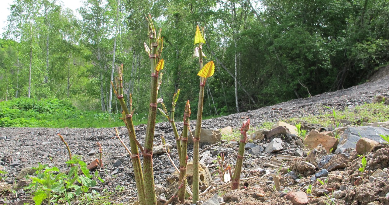 Pędy rdestowca japońskiego (łac. Reynoutria japonica) są puste w środku i przypominają wyglądem bambus /korina.info /CC BY-SA 4.0
