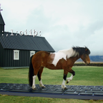 Pędzą konie po…, czyli oryginalny pomysł promocyjny Islandii