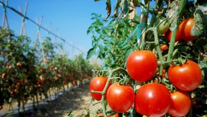 Pękające pomidory? To nie koniec świata!