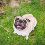 Pekińczyki i chiny japońskie z największymi problemami oddechowymi według badań