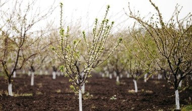 Pęknięta kora po zimie? Prosty trik uratuje twoje drzewa owocowe