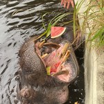 Pelagia kończy 37 lat. To najstarsza hipopotamica nilowa w Polsce