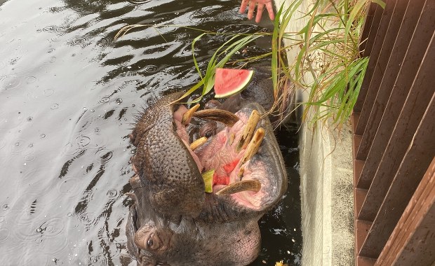 Pelagia kończy 37 lat. To najstarsza hipopotamica nilowa w Polsce