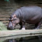 Pelagia nie żyje. Warszawskie zoo pożegnało swoją królową