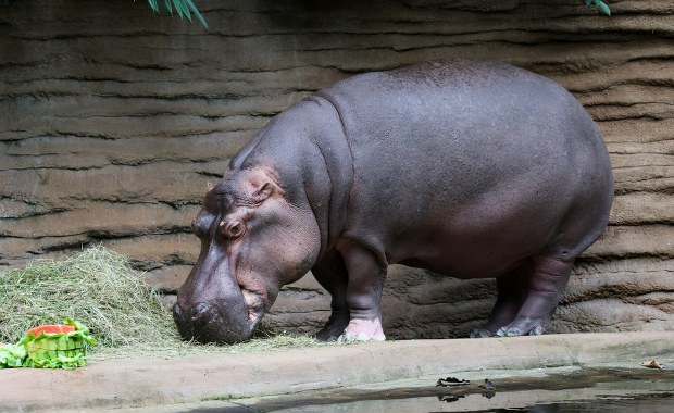 Pelagia nie żyje. Warszawskie zoo pożegnało swoją królową
