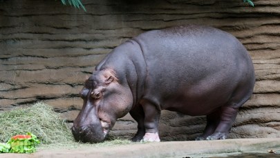 Pelagia nie żyje. Warszawskie zoo pożegnało swoją królową