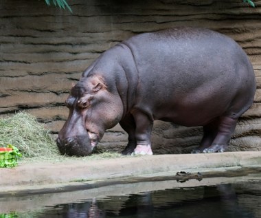 Pelagia nie żyje. Warszawskie zoo pożegnało swoją królową