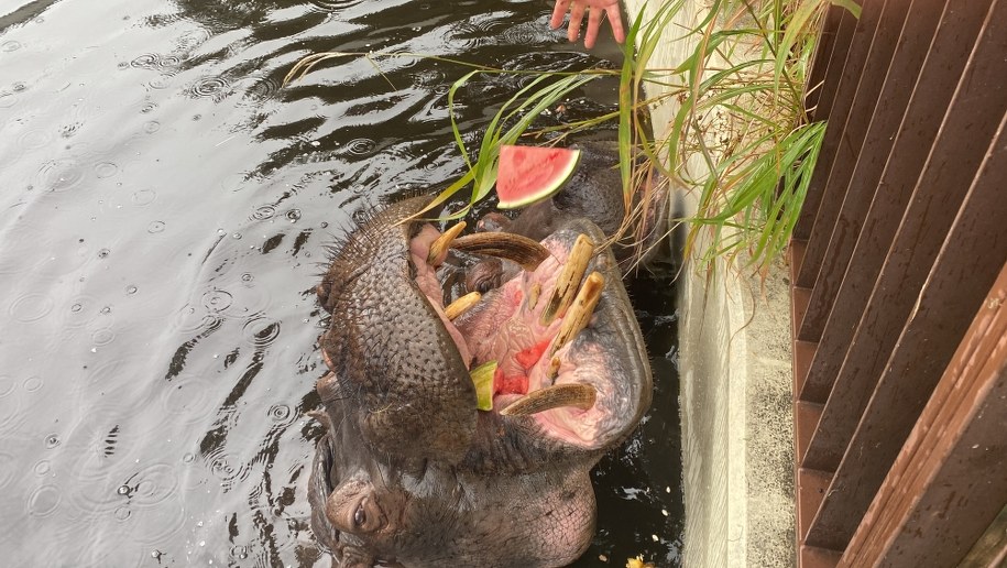 Pelagia to najstarszy hipopotam nilowy w Polsce /Magdalena Grajnert /RMF FM
