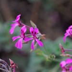 Pelargonia afrykańska, czyli naturalny antybiotyk. Jak działa?