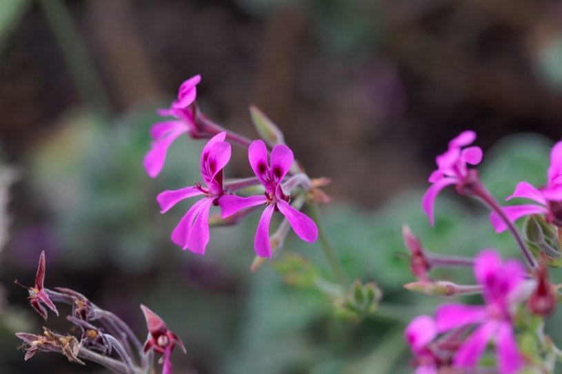 Pelargonia afrykańska /&copy;123RF/PICSEL