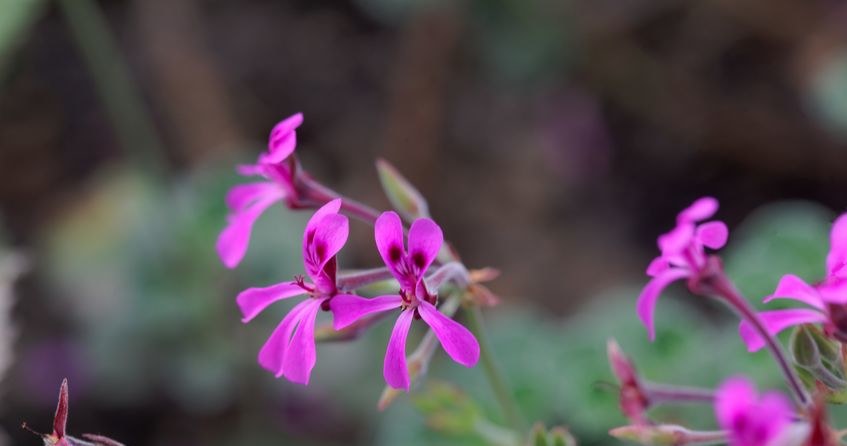 Pelargonia afrykańska /&copy;123RF/PICSEL