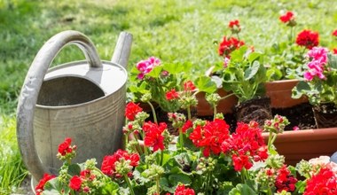 Pelargonia nie kwitnie? To warzywo sprawi, że szybko zobaczysz nowe kwiaty