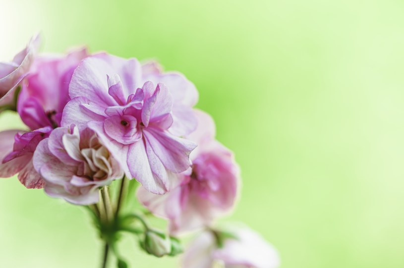 Pelargonia pachnąca - idealna roślina, która odstraszy muchy /123RF/PICSEL