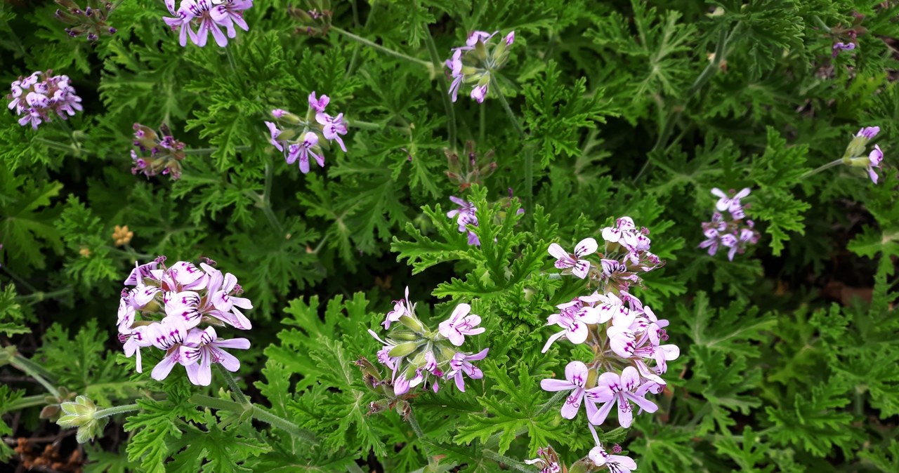 Pelargonia pachnąca nie tylko odstraszy komary czy kleszcze, w mieszkaniu oczyści powietrze, ale pomoże też na wiele dolegliwości /123RF/PICSEL