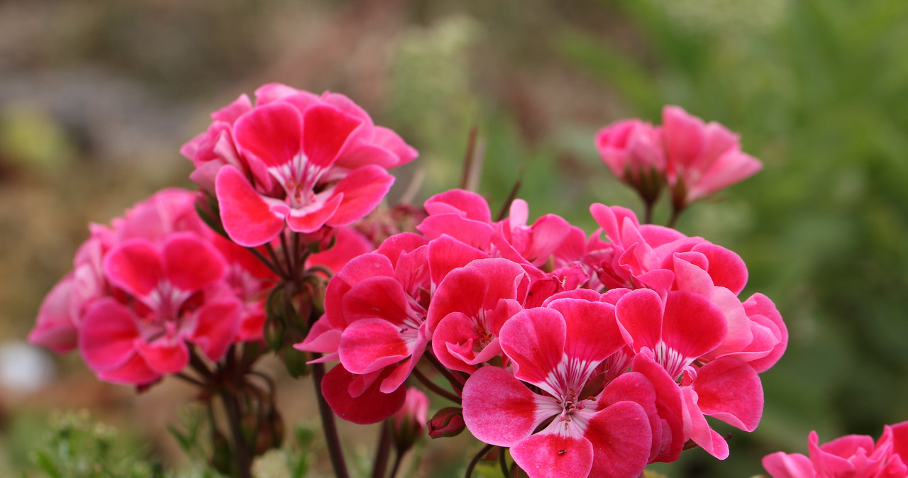 Pelargonia po odpowiednim przycięciu, odwdzięczy nam się obfitym kwitnieniem /123RF/PICSEL