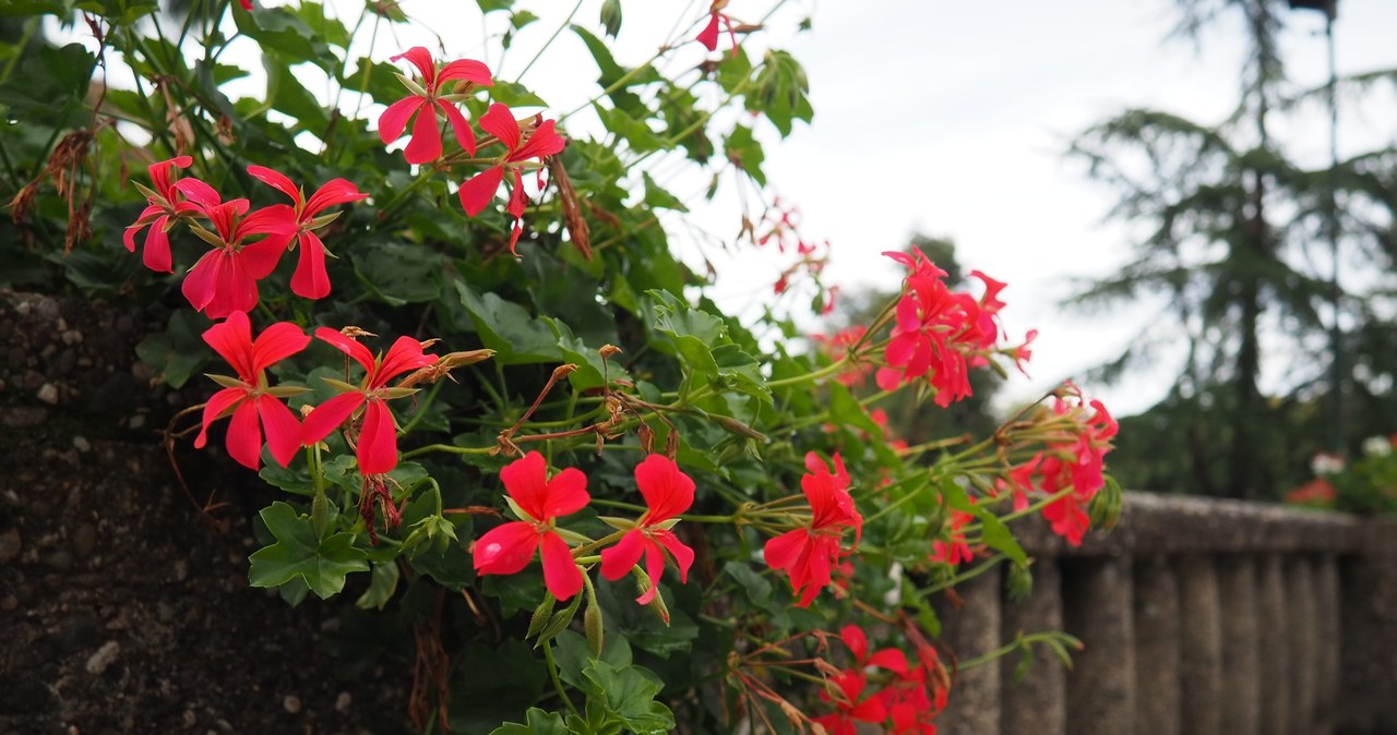 Pelargonia to nie tylko roślina ozdobna. Jej właściwości lecznicze mogą się przydać podczas bólu gardła. /123RF/PICSEL