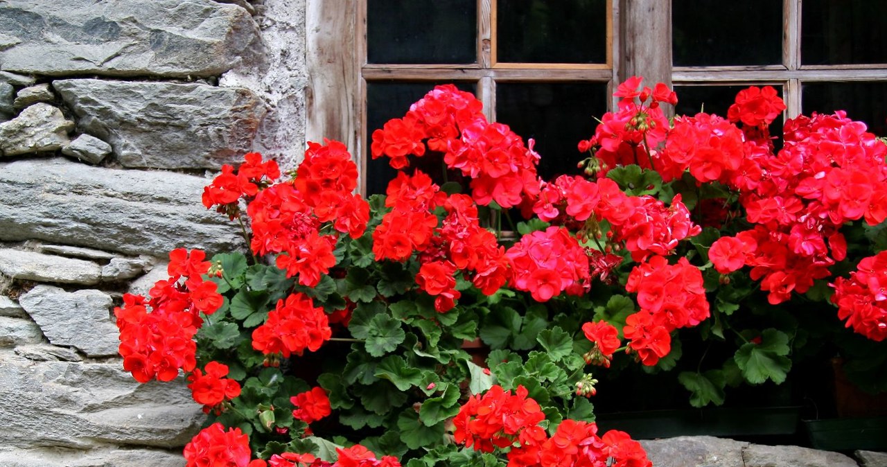 Pelargonie będą dłużej kwitły dzięki odżywce z czosnku. /123RF/PICSEL