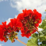 uprawa pelargonii Pelargonie czy surfinie? Ranking najtrwalszych kwiatów na słońce