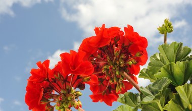Pelargonie czy surfinie? Ranking najtrwalszych kwiatów na słońce