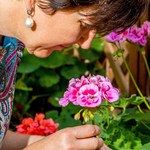 Pelargonie: Czym podlewać, żeby ładnie kwitły? Nawożenie, uprawa i pielęgnacja