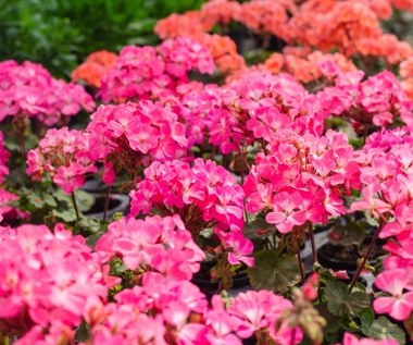 Pelargonie jak marzenie? Triki, które musisz znać, by przykuwały oko