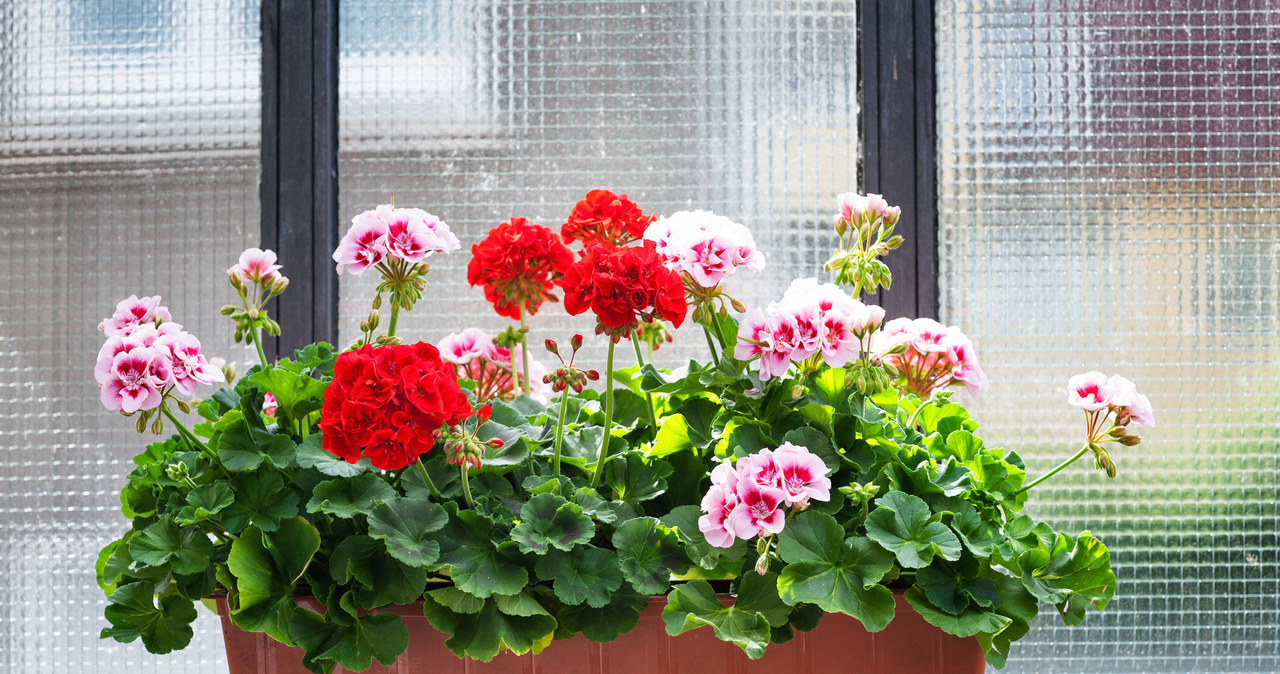Pelargonie jeśli o nie dobrze zadbamy, będą pięknie kwitły. /123RF/PICSEL