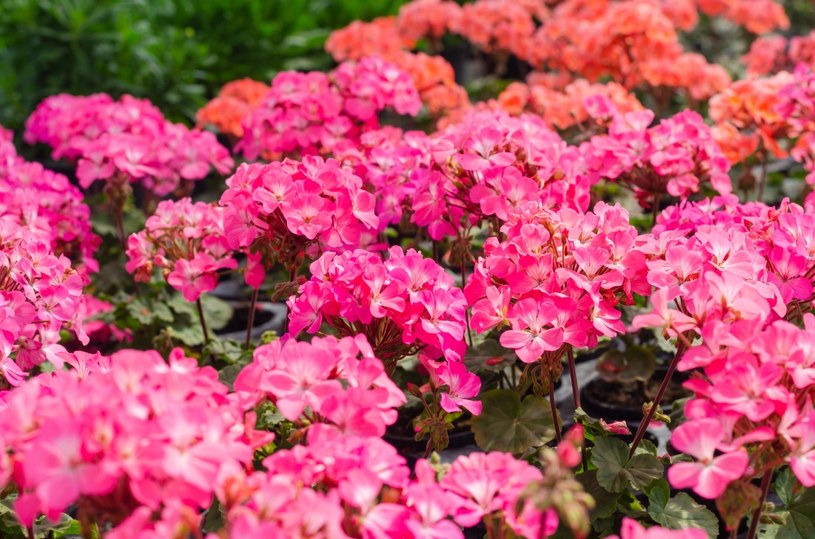 Pelargonie mogą obficie zakwitnąć. Trzeba znać dwa podstawowe triki /123RF/PICSEL