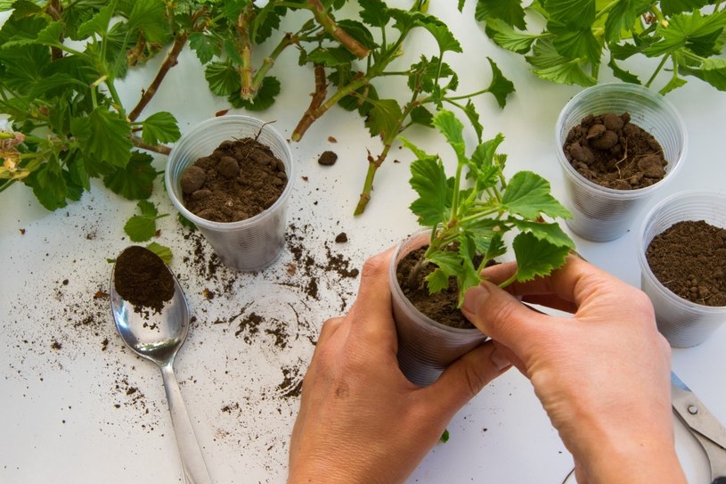 Pelargonię można rozmnażać na kilka sposobów /123RF/PICSEL