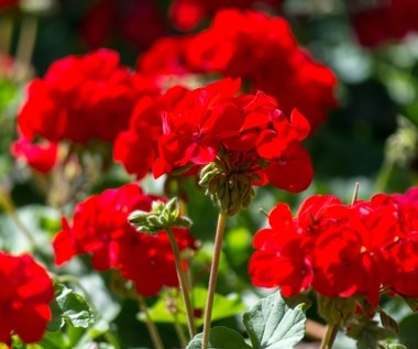 Pelargonie nie kwitną? Winić możesz wyłącznie siebie