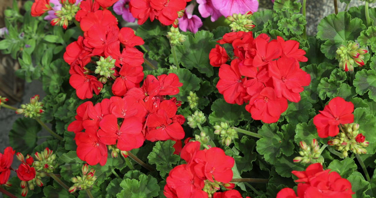 Pelargonie obsypią się kwiatami dzięki odpowiedniemu nawożeniu /123RF/PICSEL