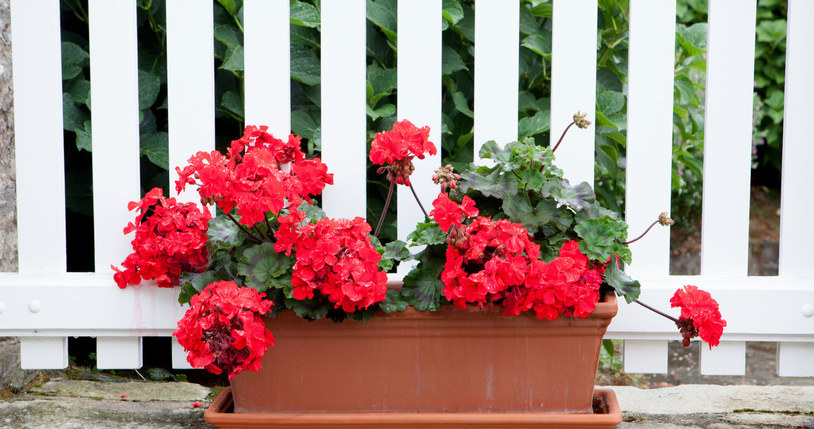 Pelargonie pięknie rozkwitną dzięki domowej odżywce /123RF/PICSEL