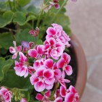 pelargonie Pelargonie potrzebują tego jesienią. Wiosną obsypią się morzem kwiatów