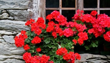Pelargonie potrzebują teraz tego zabiegu. Będą kwitły, jak szalone