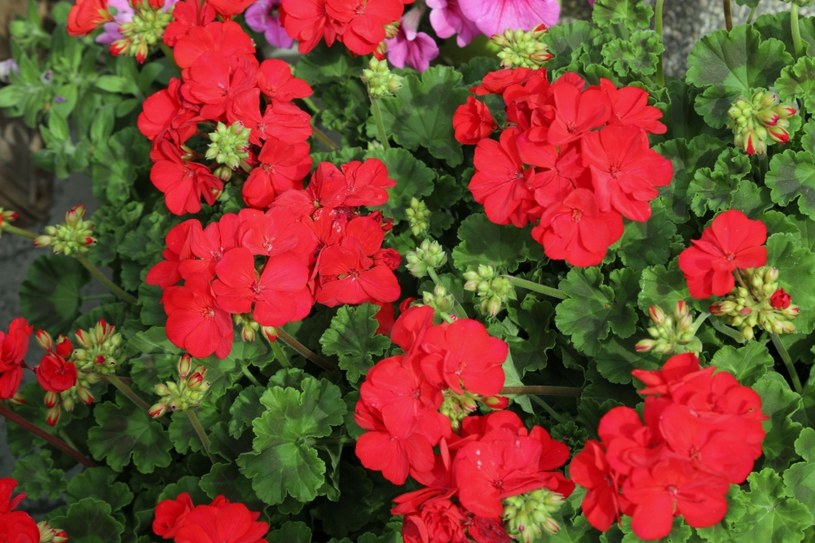 Pelargonie są bardzo popularne ze względu na niewielkie wymagania i dekoracyjne kwiaty /123RF/PICSEL