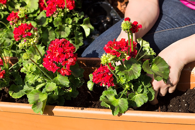 Pelargonie to królowe balkonów /123RF/PICSEL