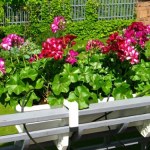 Pelargonie uwielbiają ten domowy nawóz. Stosuję go całą wiosnę 
