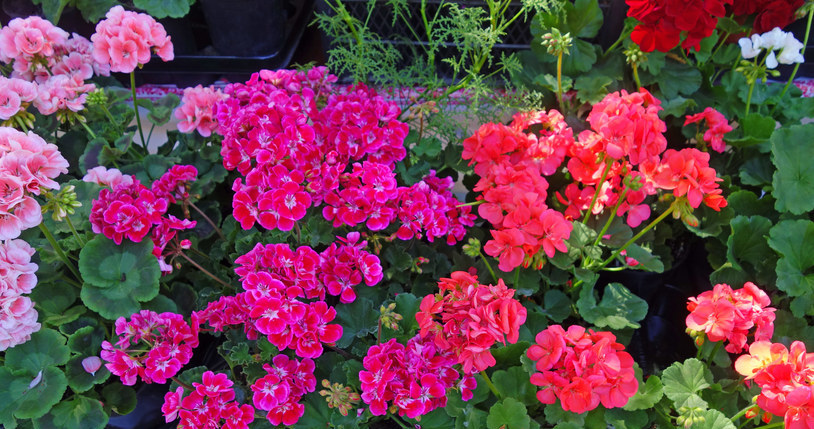 Pelargonie zakwitną jak nigdy, jeśli zaczniesz podlewać je naturalnym nawozem z drożdży. /123RF/PICSEL