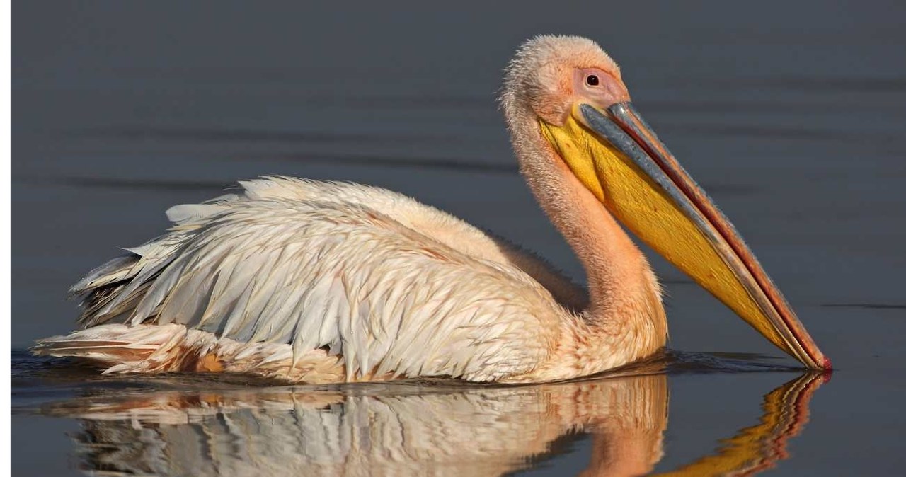 Pelecanus onocrotalus - co to za ptak? /W. Wisniewski / imageBROKER /Agencja FORUM