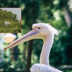 Pelikan uciekł z zoo w Opolu. Nie dał się schwytać nawet strażakom
