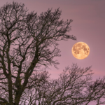 Pełnia Księżyca w kwietniu wyznacza, kiedy jest Wielkanoc. Różowy Księżyc