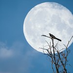 Pełnia Księżyca w listopadzie. Nocne niebo rozświetli Bobrowy Księżyc?