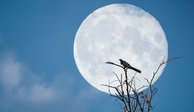 Pełnia Księżyca w listopadzie. Nocne niebo rozświetli Bobrowy Księżyc?