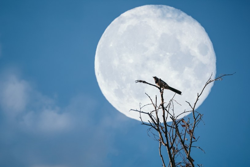 Pełnia Księżyca wypada w listopadzie pod koniec miesiąca. Często bywa nazywana Pełnią Bobrów. Dlaczego? /123RF/PICSEL