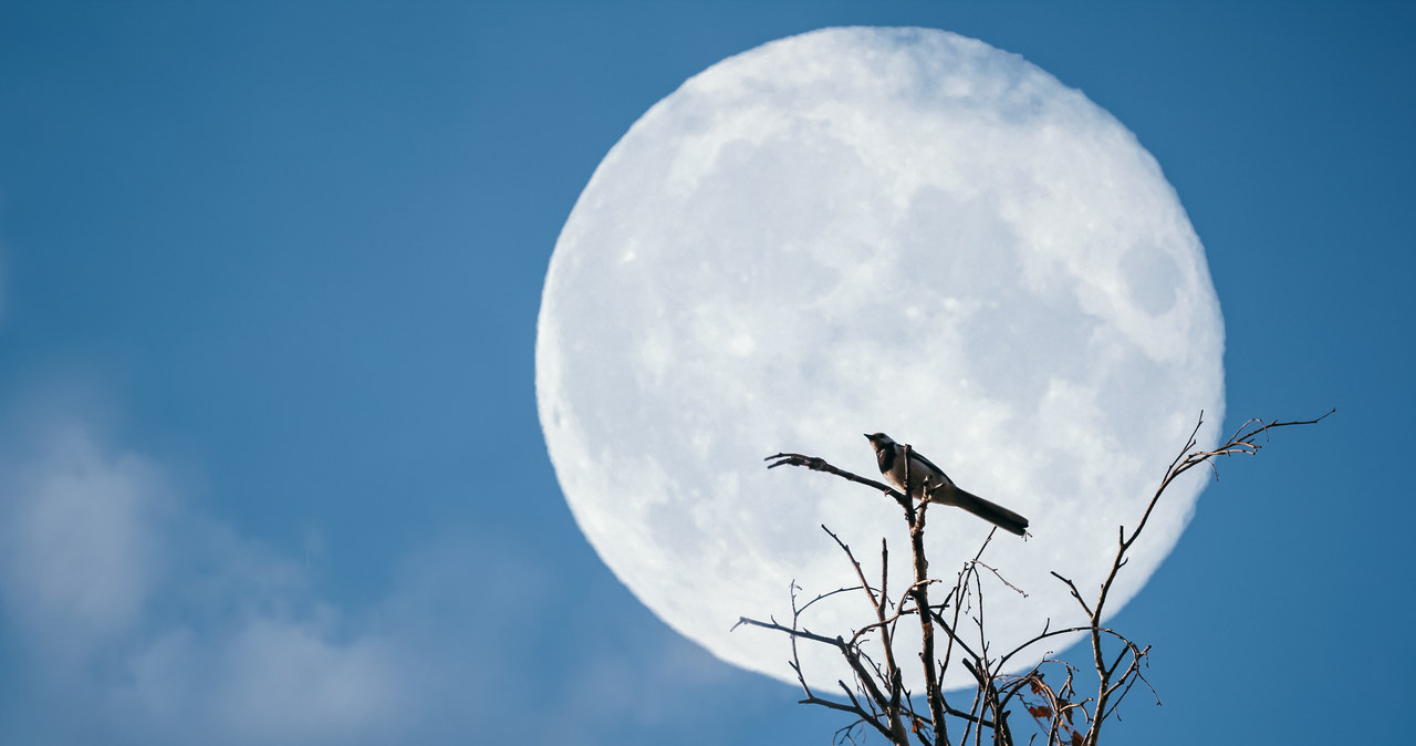 Pełnia Księżyca wypada w listopadzie pod koniec miesiąca. Często bywa nazywana Pełnią Bobrów. Dlaczego? /123RF/PICSEL