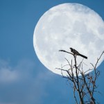 Pełnia Myśliwych zwiastuje szczęście. Te znaki zodiaku to wybrańcy losu 