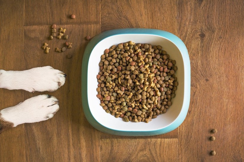 Pełnoporcjowe karmy dla psów występują w dwóch wersjach, czyli suchej oraz mokrej /.